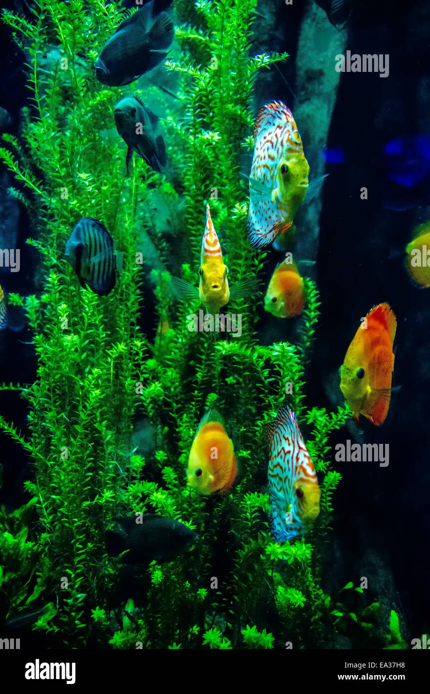 salt water fish in the ocean or aquarium Stock Photo
