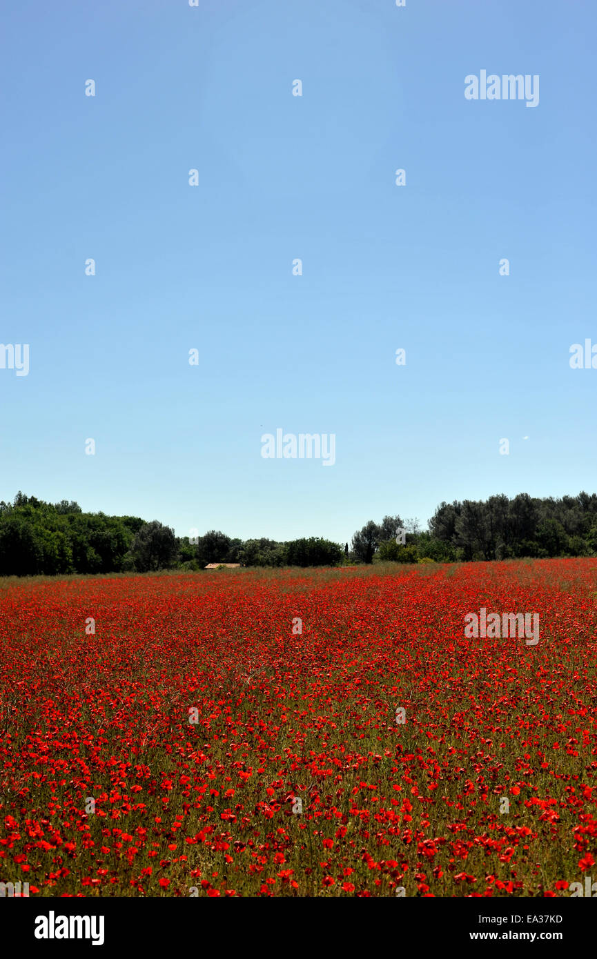 Poppy field provence south france hi-res stock photography and images ...