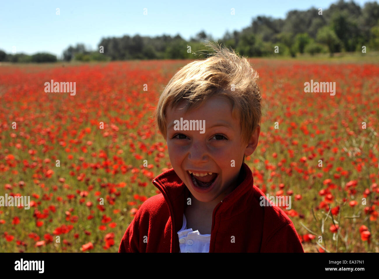 Poppy Field In Spring Stock Photo - Alamy