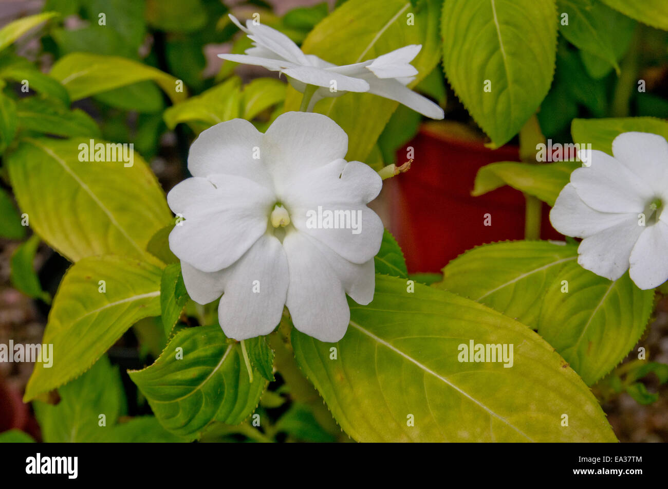 New Guinea Impatiens White Stock Photo