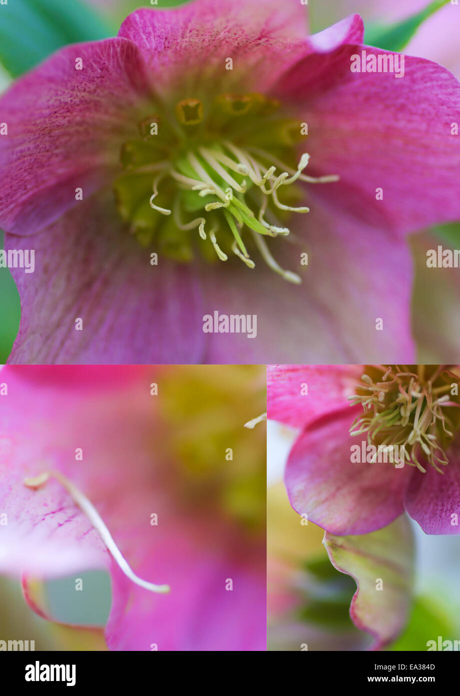 Helleborus in pink Stock Photo