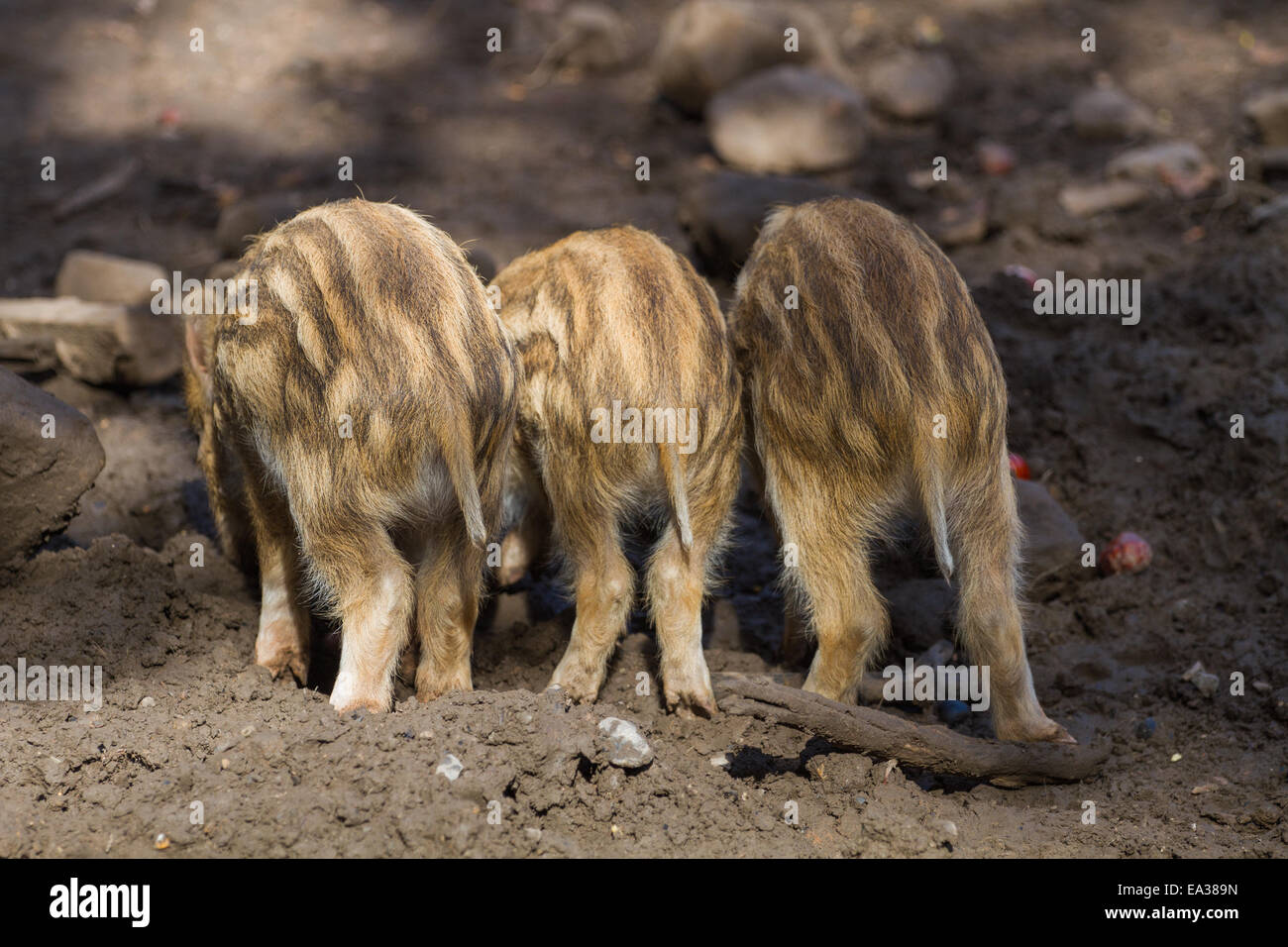 Three young boar pigs from behind Stock Photo