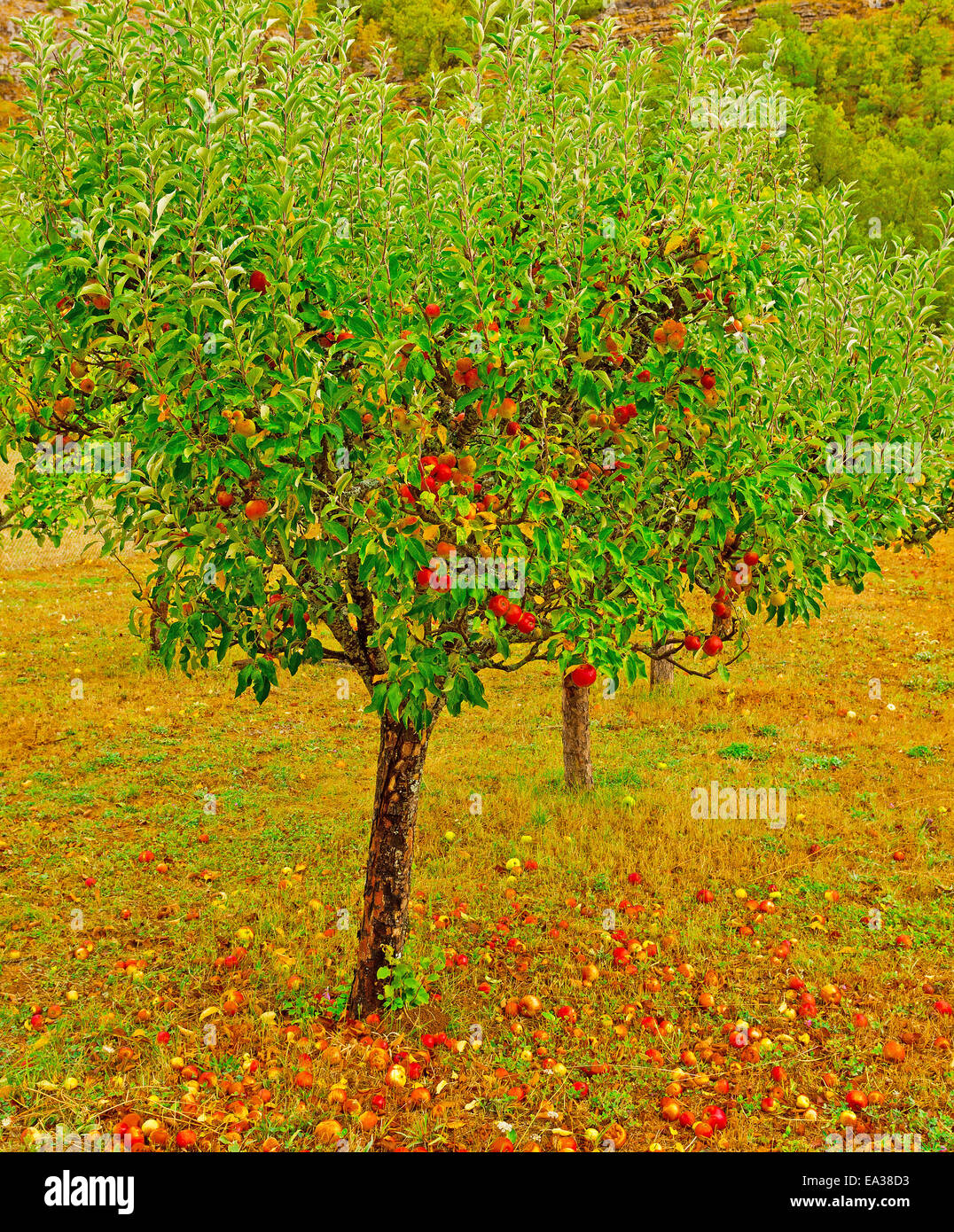 Spain apple tree hi-res stock photography and images - Alamy