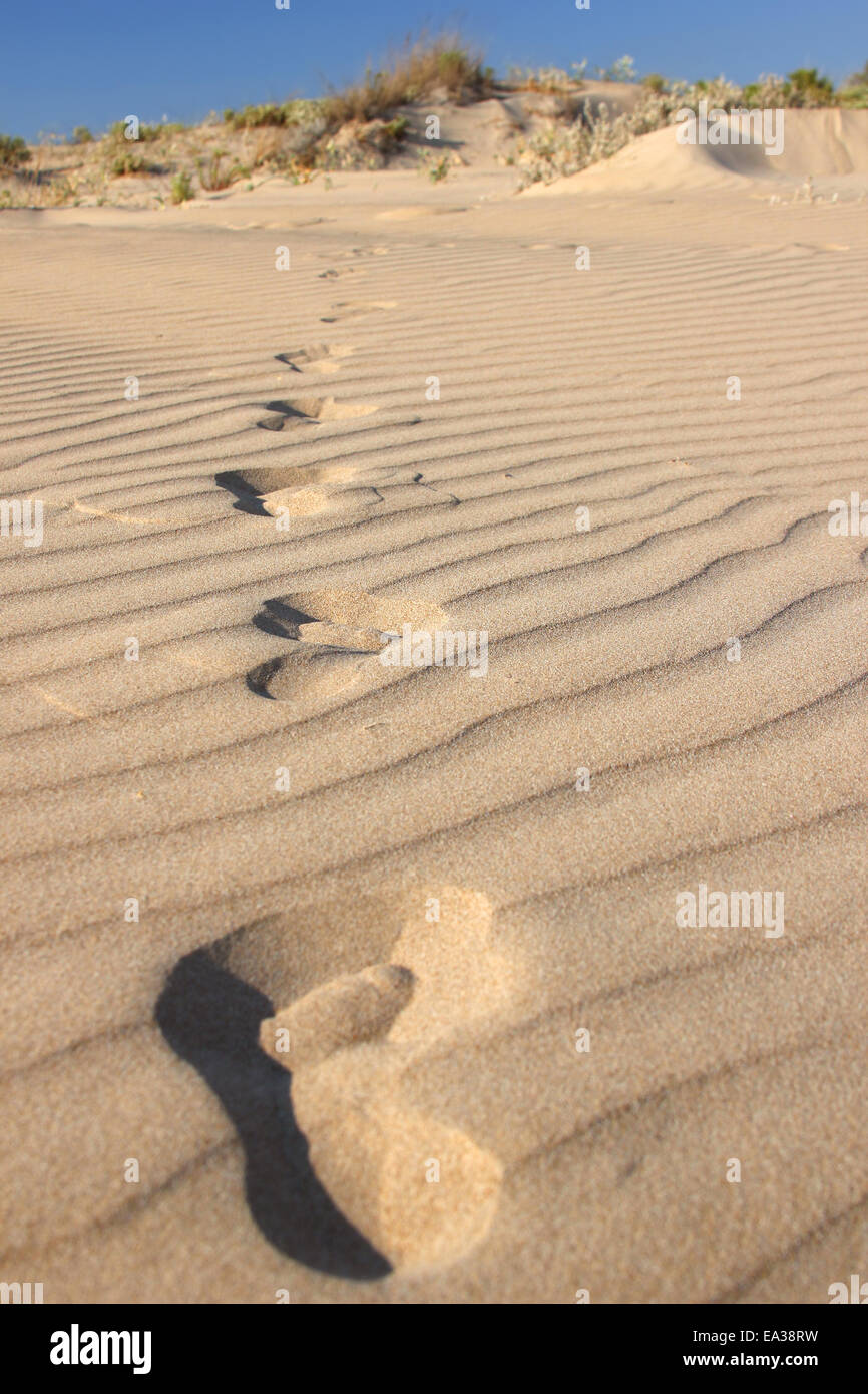 Footprints in a desert Stock Photo
