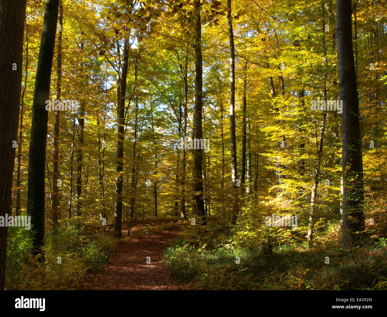 Footpath in fall Stock Photo - Alamy
