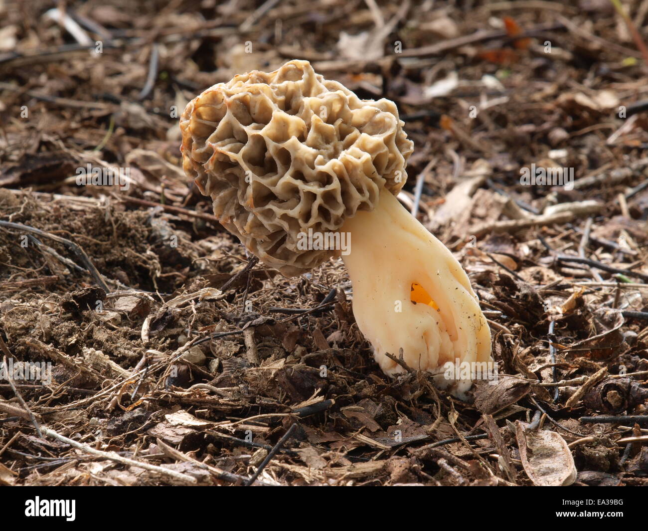 True morel hires stock photography and images Alamy