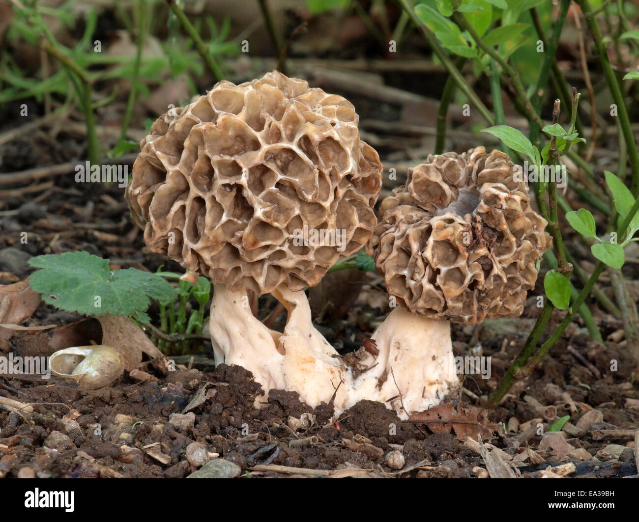 morchella galilaea hawaii morchella galilaea hawaii