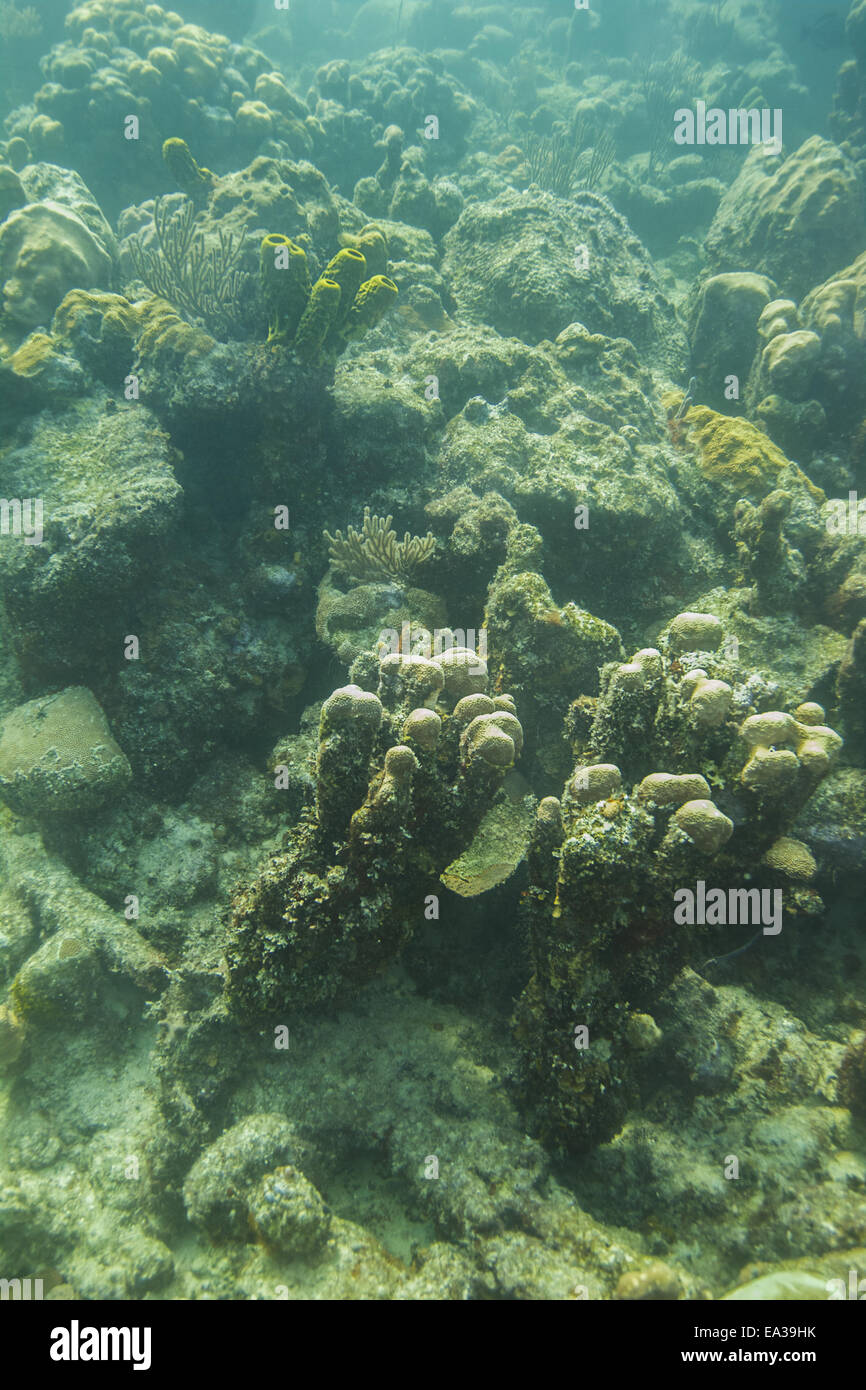 Sponge seaweed hires stock photography and images Alamy