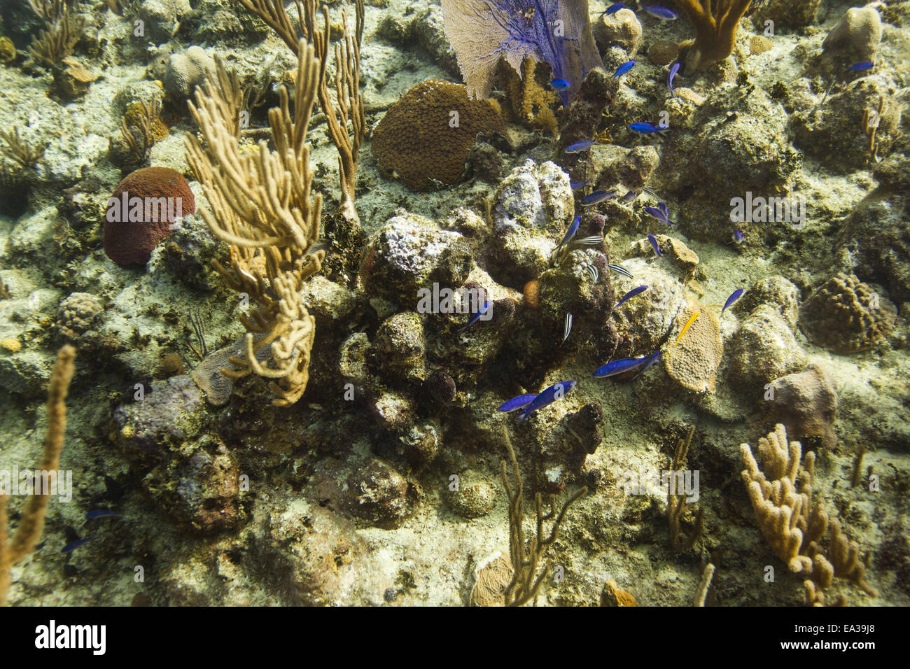 Reef life Stock Photo