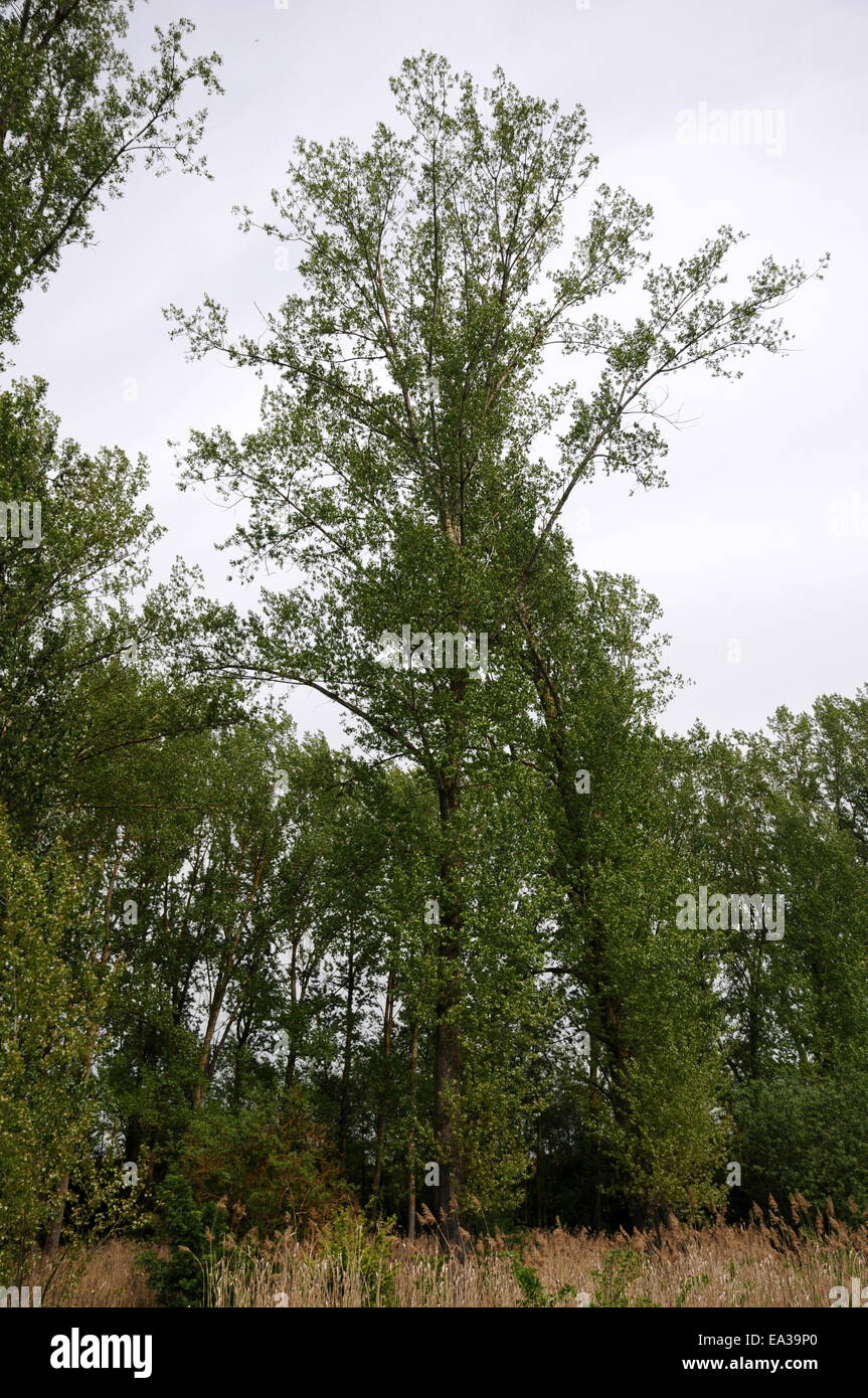 Balsam poplar Stock Photo Alamy
