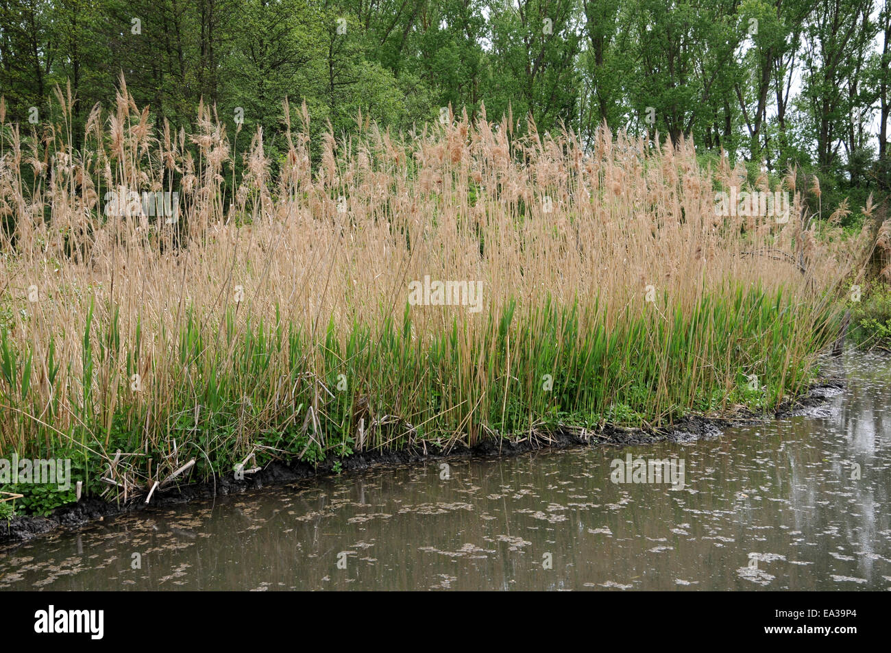 Common Reed Vermont Riedgras High Resolution Stock Photography and Images - Alamy