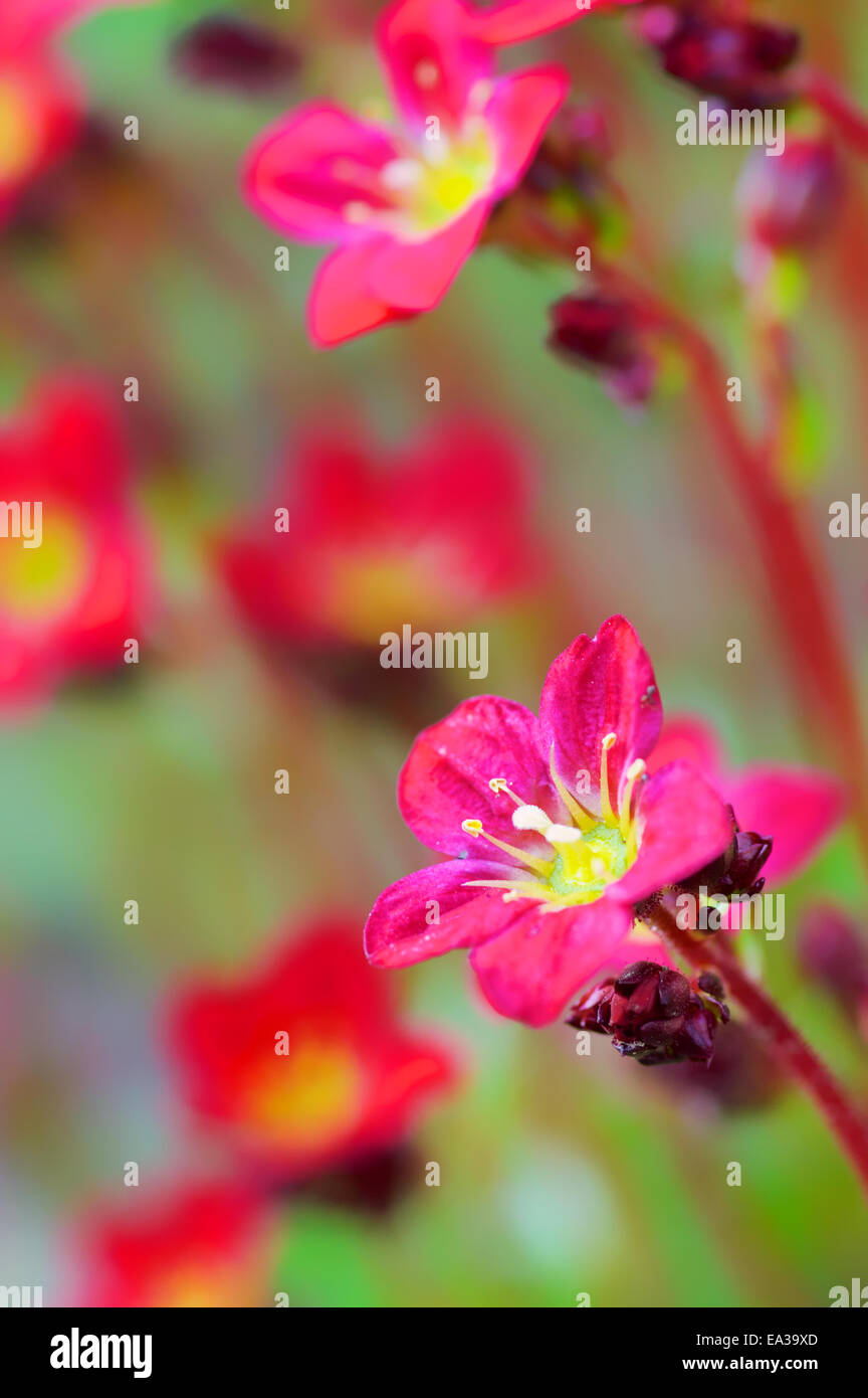 Spring flower Stock Photo