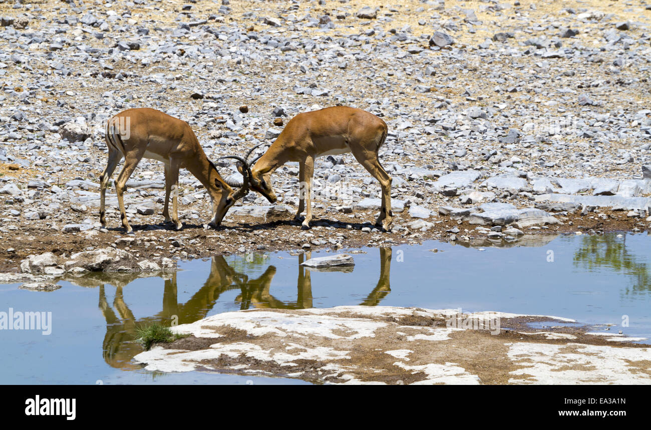 Etosha National Park - African Capricorn Stock Photo