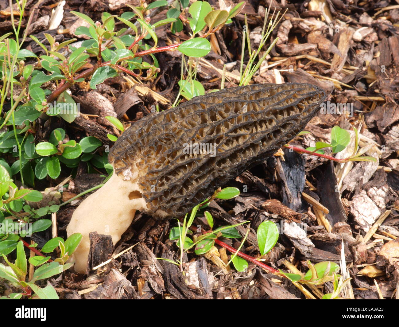 Black morels with pine bark mulch Stock Photo Alamy