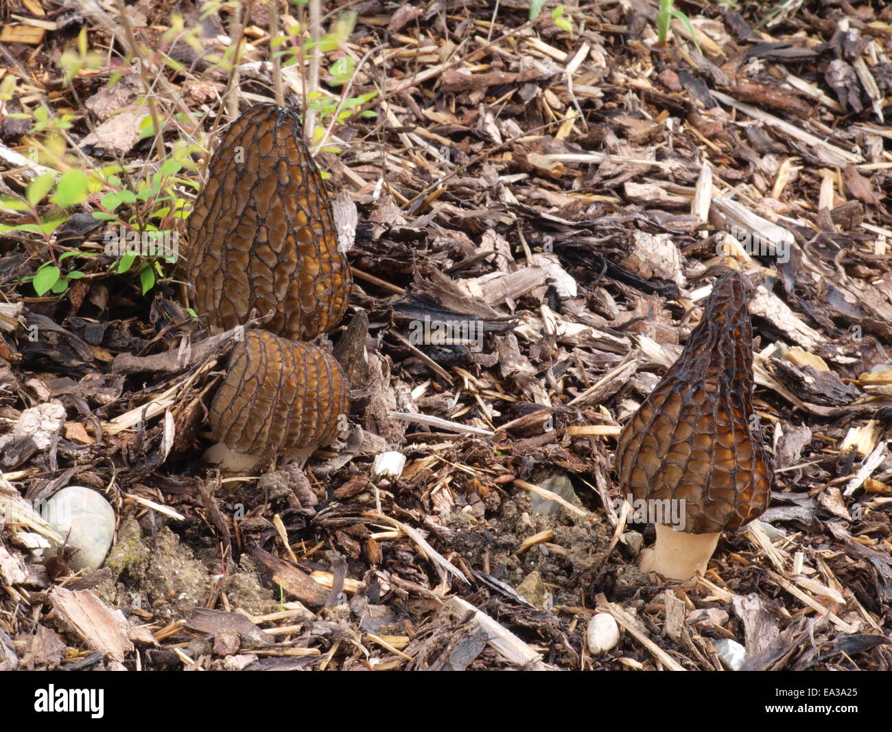 Black morels with pine bark mulch Stock Photo