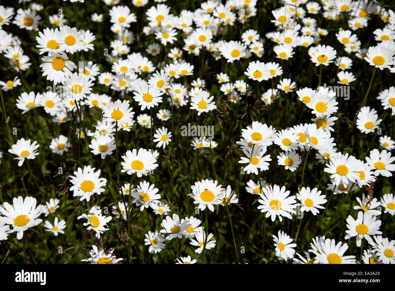 Chamomile in bloom Stock Photo Alamy