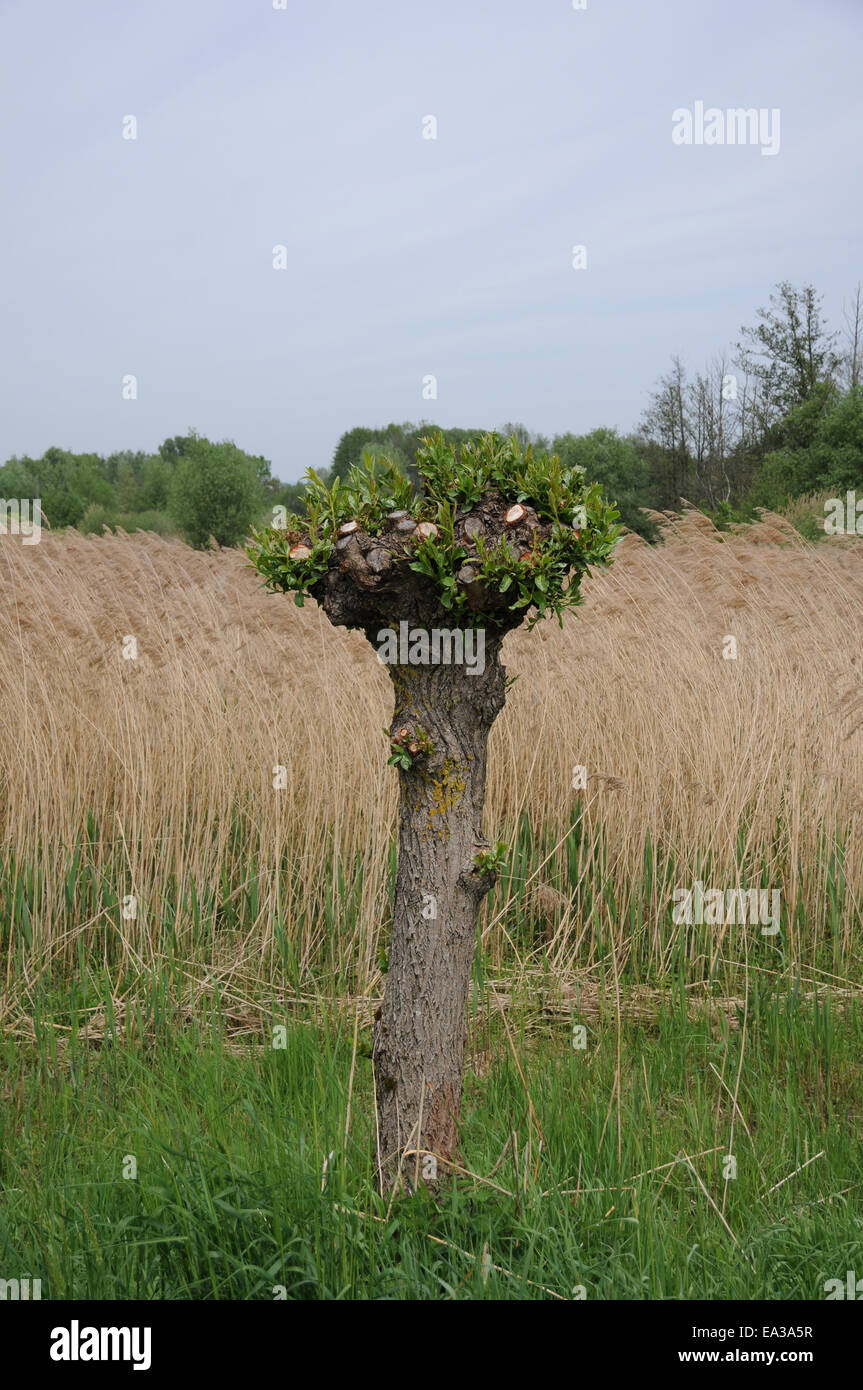 Pollard willow Stock Photo Alamy