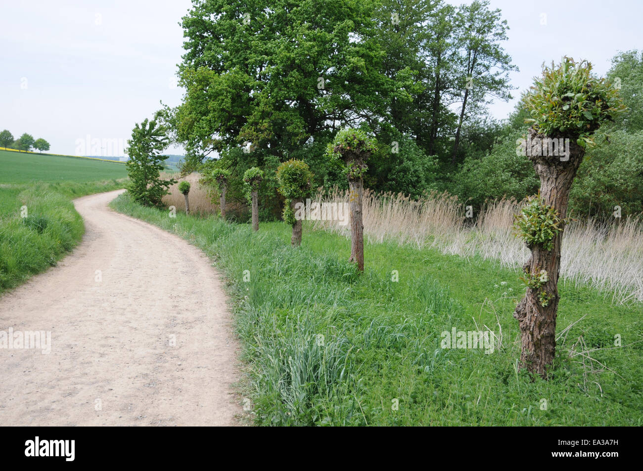 Pollard tree garden hires stock photography and images Alamy