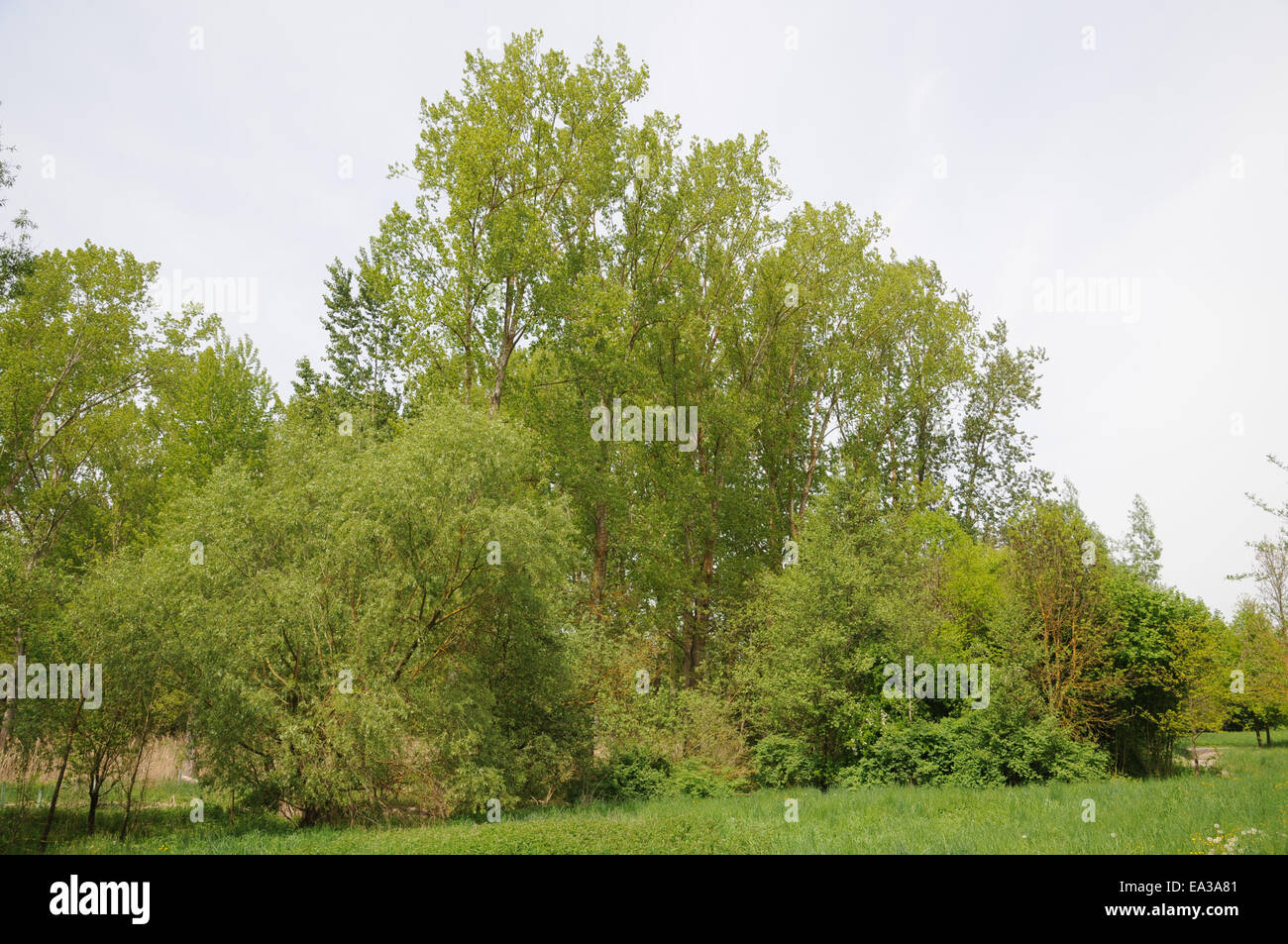Balsam poplar Stock Photo Alamy