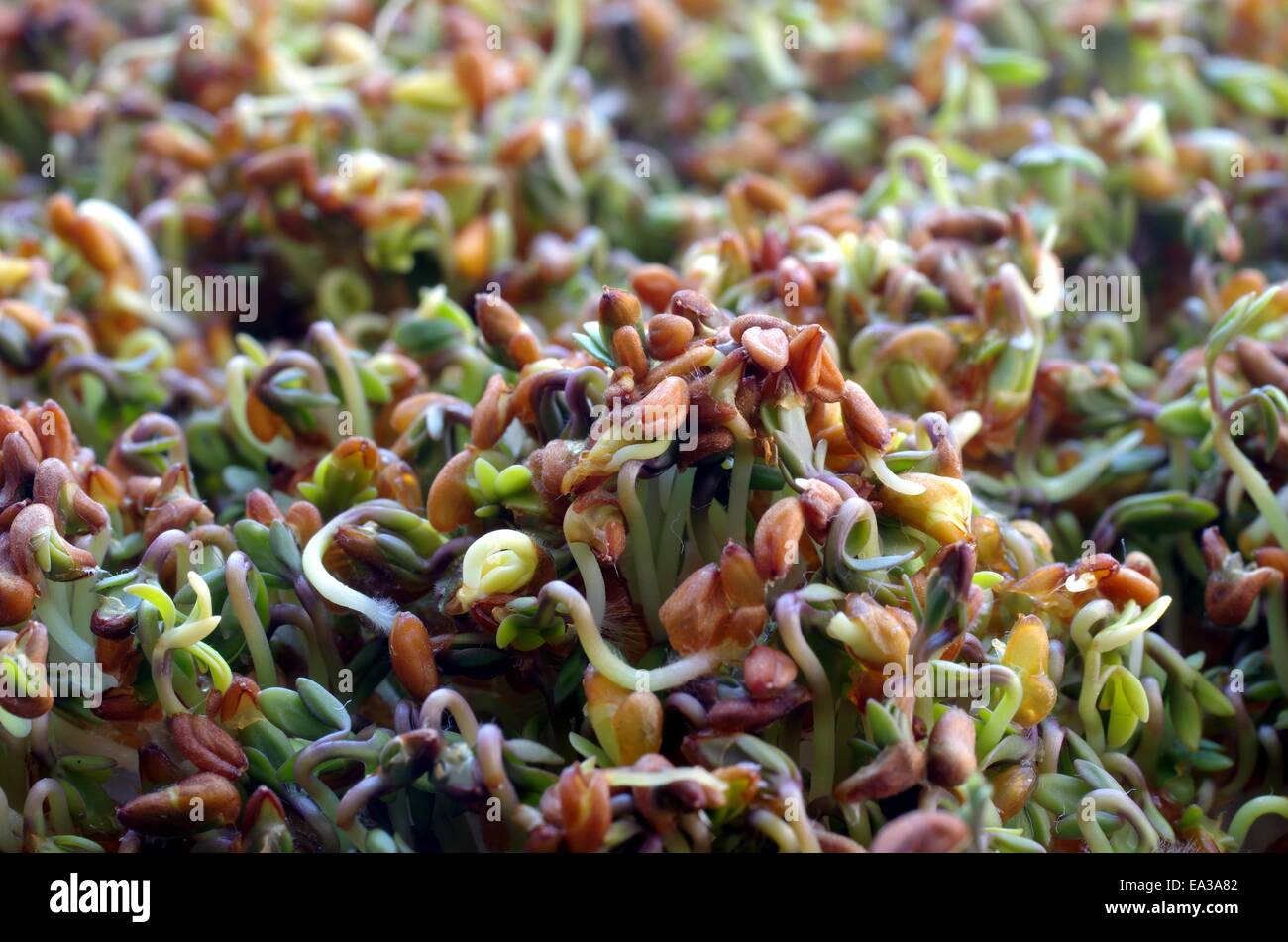germinating radish's seeds and lucerne Stock Photo Alamy