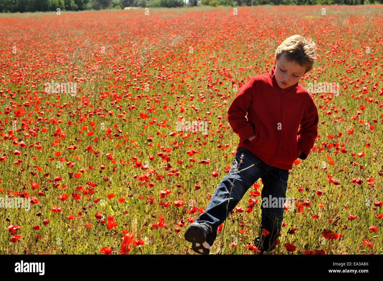 Poppy Field In Spring Stock Photo - Alamy