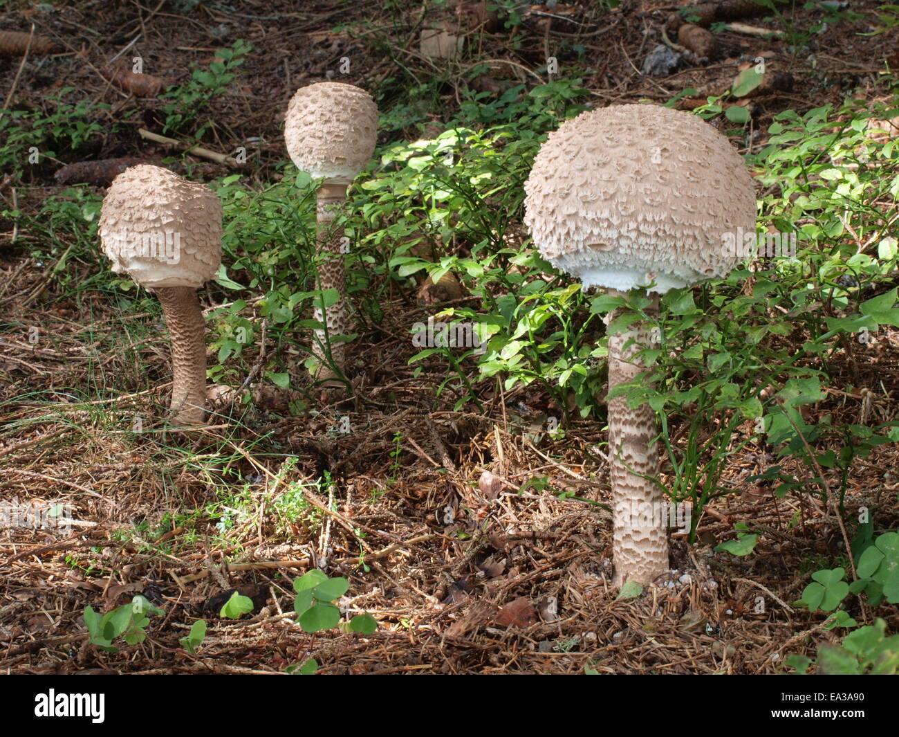 parasol, Macrolepiota procera Stock Photo