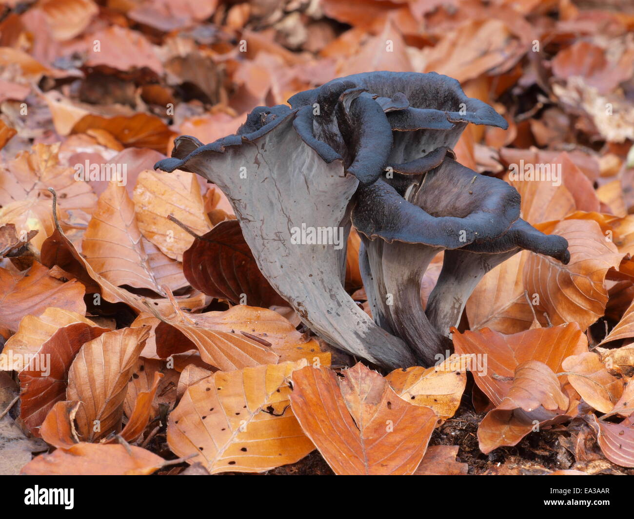 Horn of plenty, black chanterelle Stock Photo