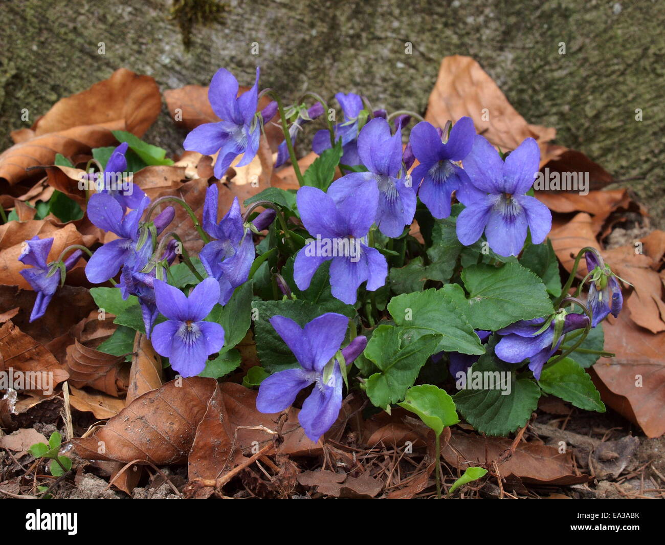 Heath Dog-violet, heath violet, viola canina Stock Photo