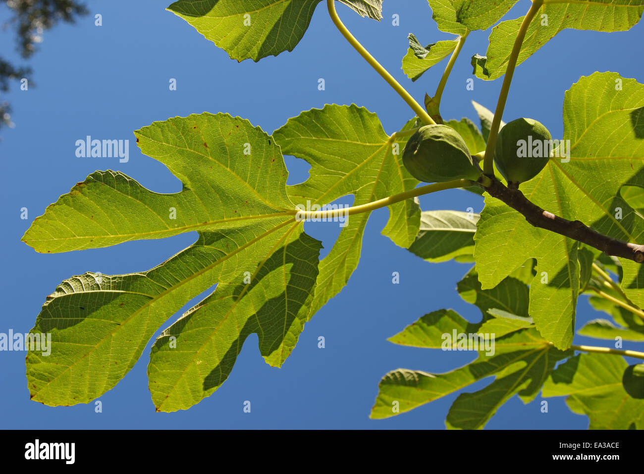 Fig tree Stock Photo Alamy