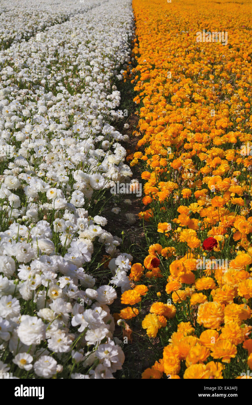 The field of buttercups Stock Photo Alamy