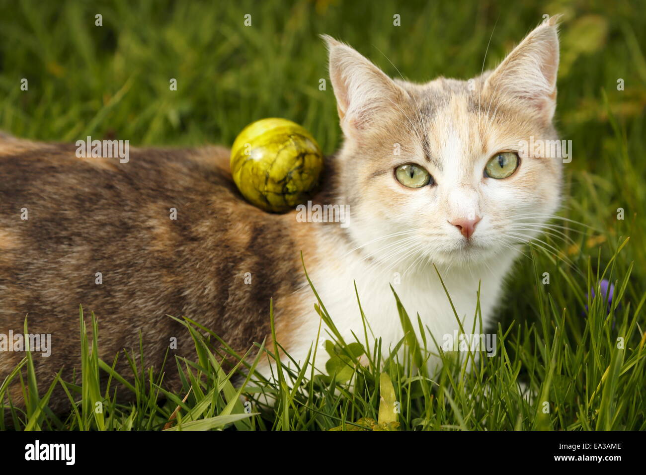 cat and egg Stock Photo Alamy