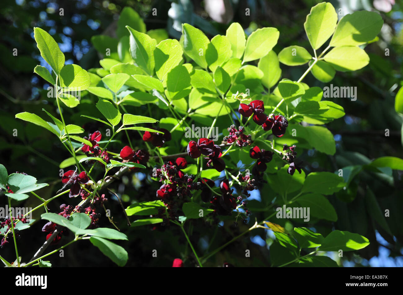 Akebia quinata hi-res stock photography and images - Alamy