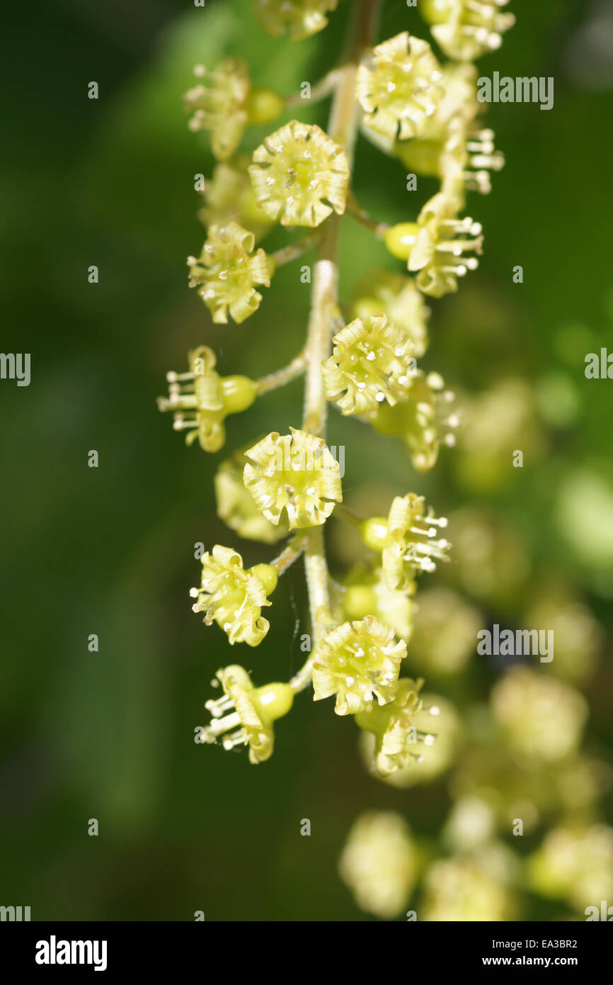 Red currant Stock Photo