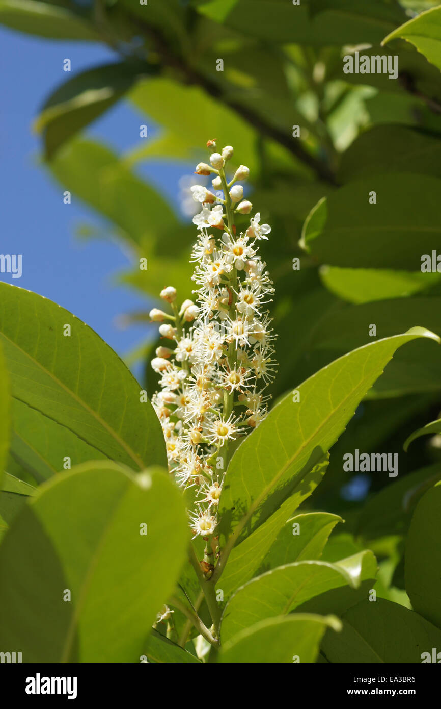 Kirschlorbeer prunus laurocerasus hires stock photography and images Alamy