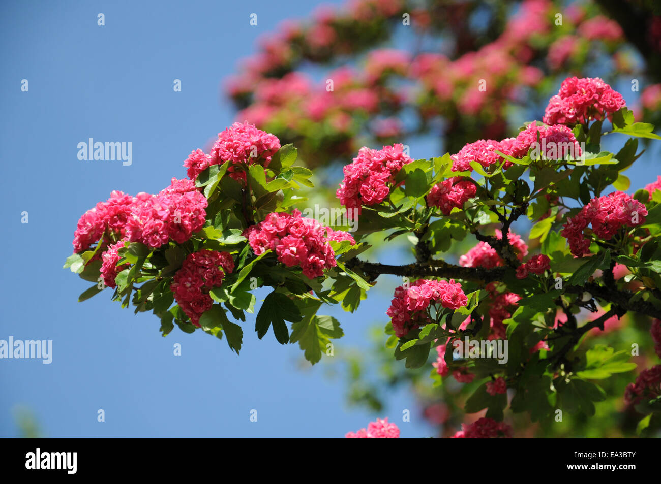 Red flowering hawthorn Stock Photo