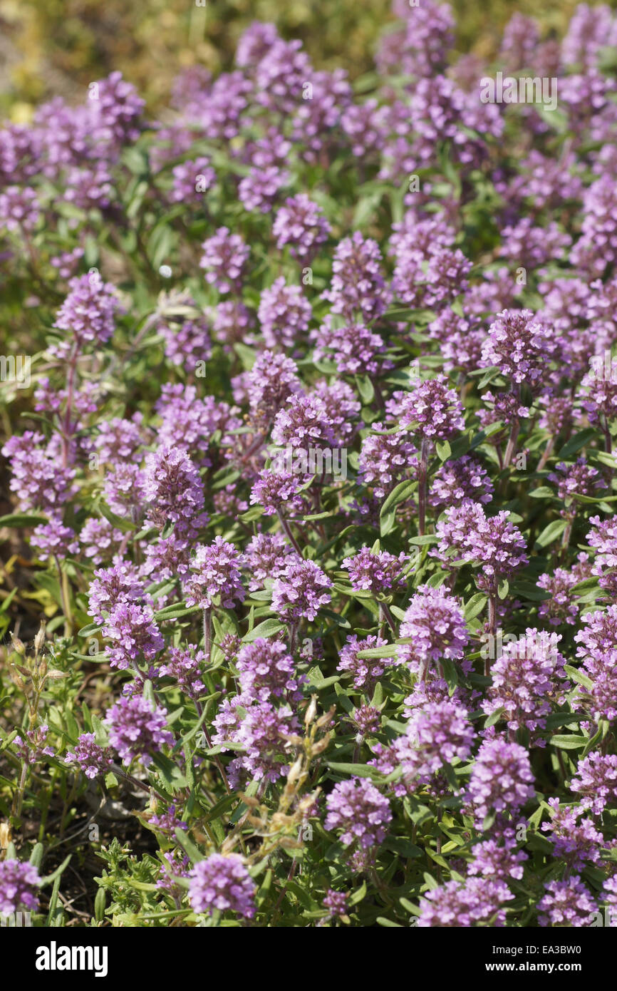 Thyme Stock Photo Alamy