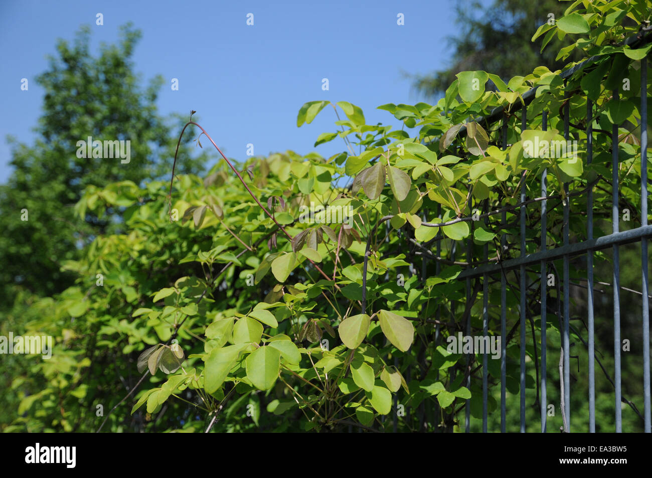 Akebia Stock Photo