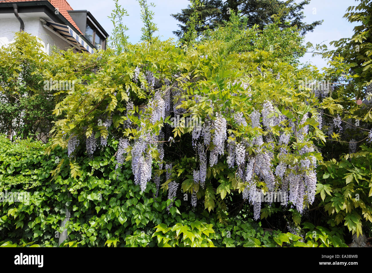 Chinese wisteria Stock Photo