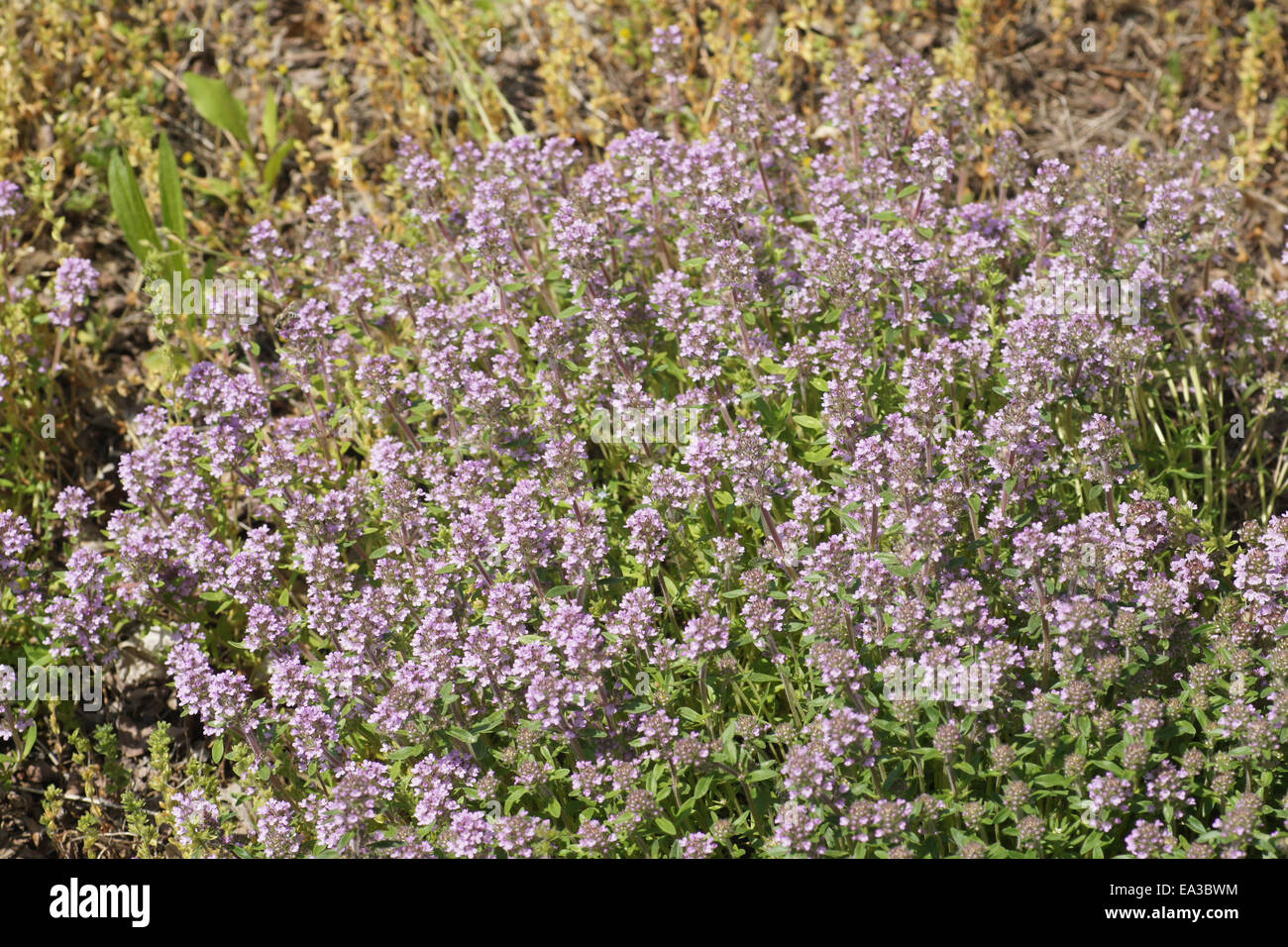 Thyme Stock Photo Alamy