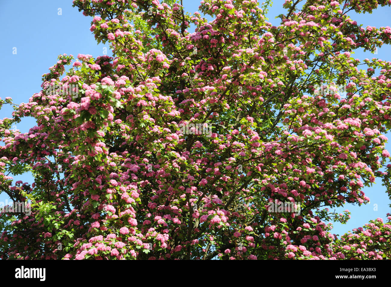 Red flowering hawthorn Stock Photo