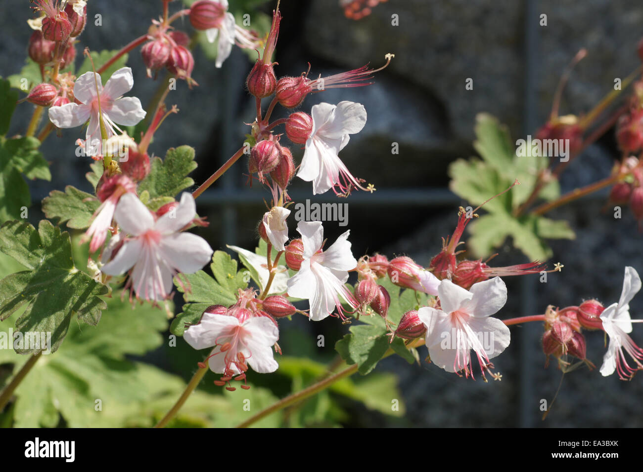 Blaue cranesbill blumen hi-res stock photography and images - Alamy