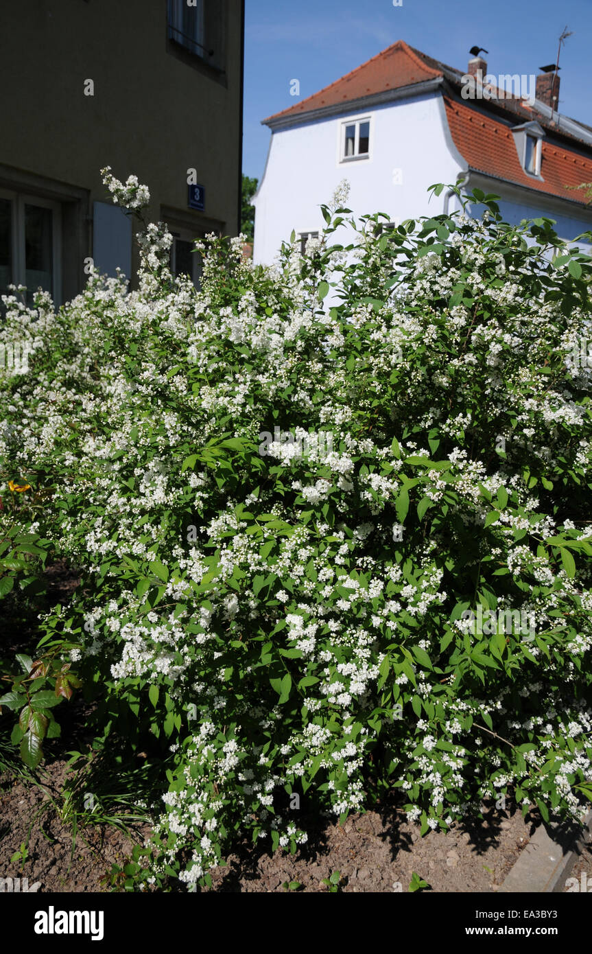 Slender deutzia Stock Photo