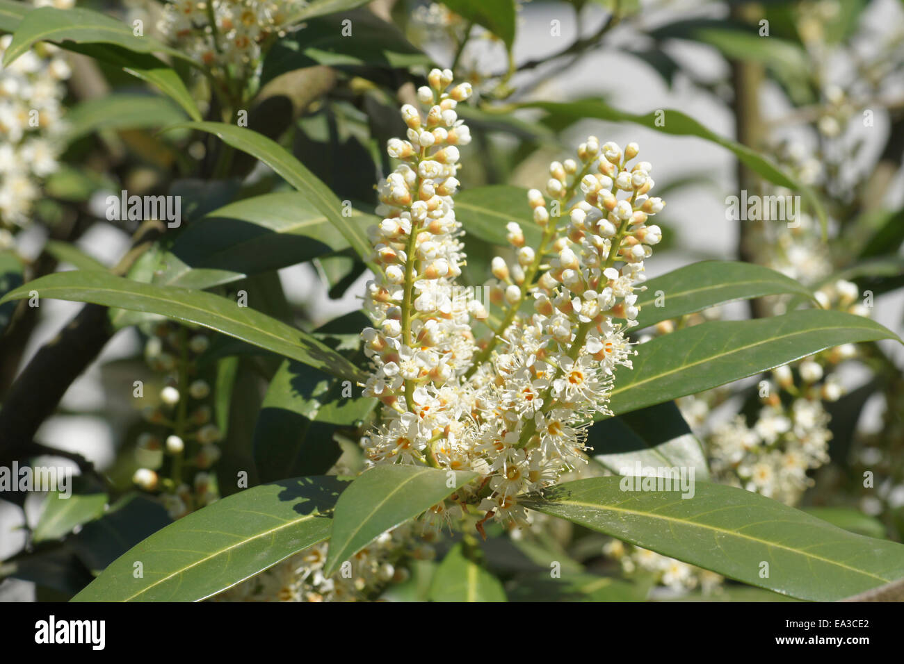 Laurel cherry Stock Photo