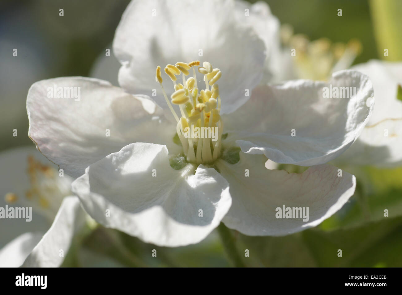 Apple blossom Stock Photo