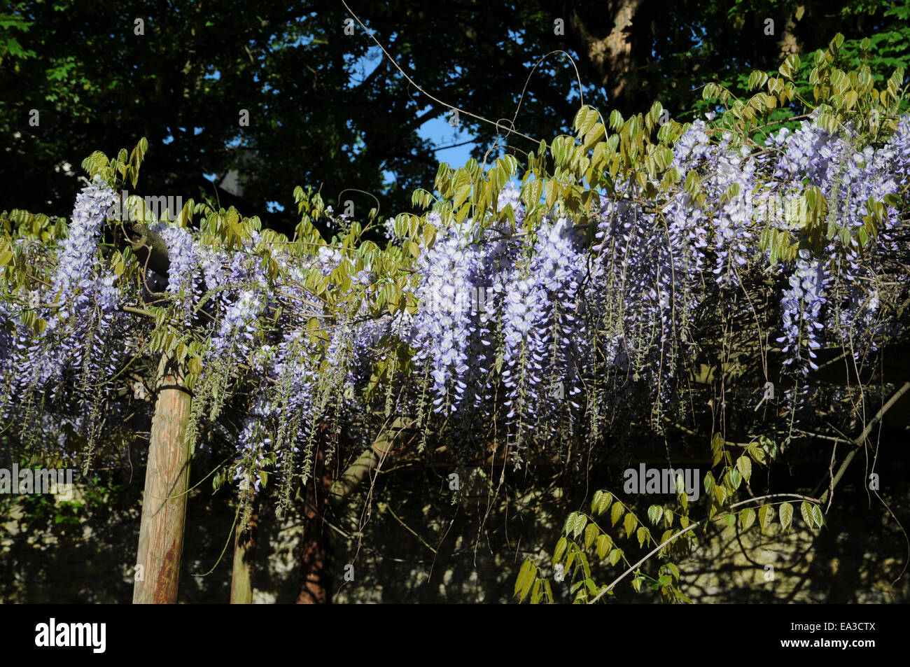 Japanese wisteria Stock Photo