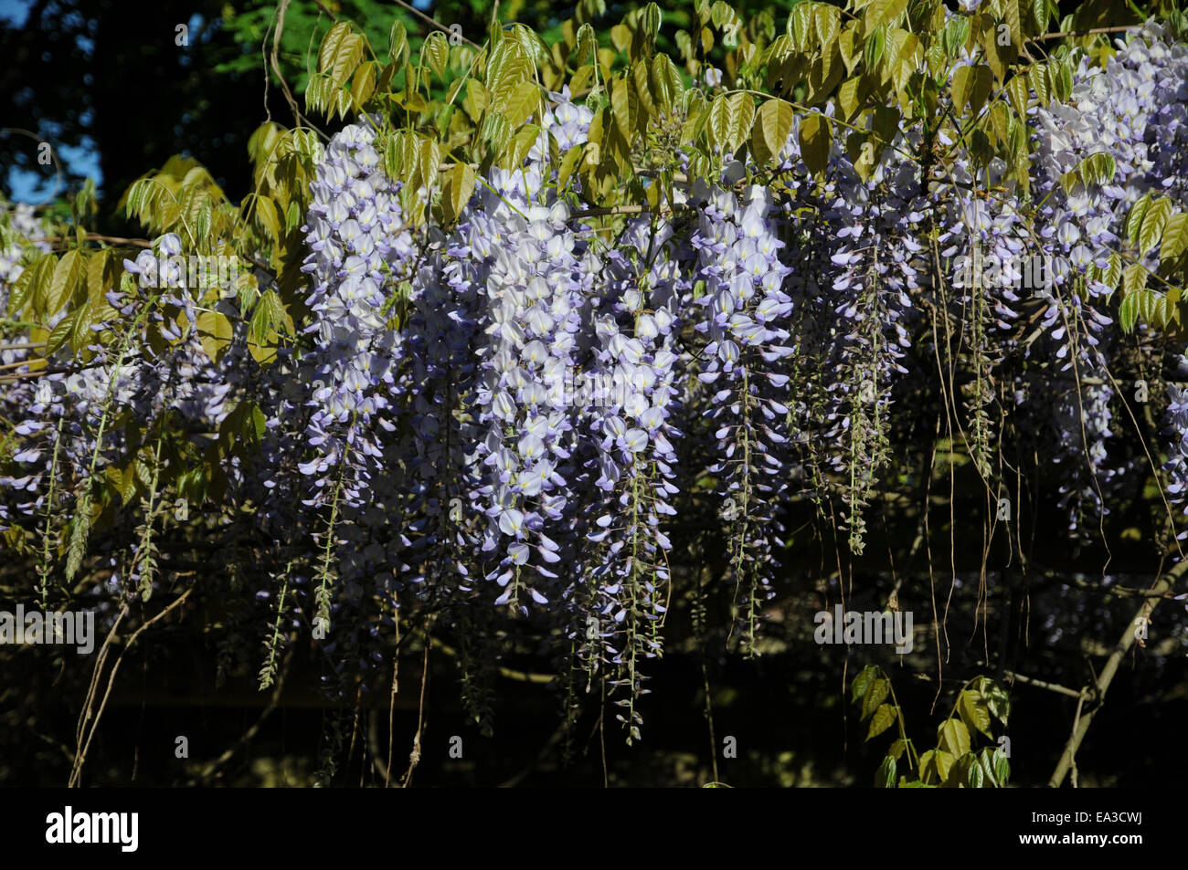 Japanese wisteria Stock Photo