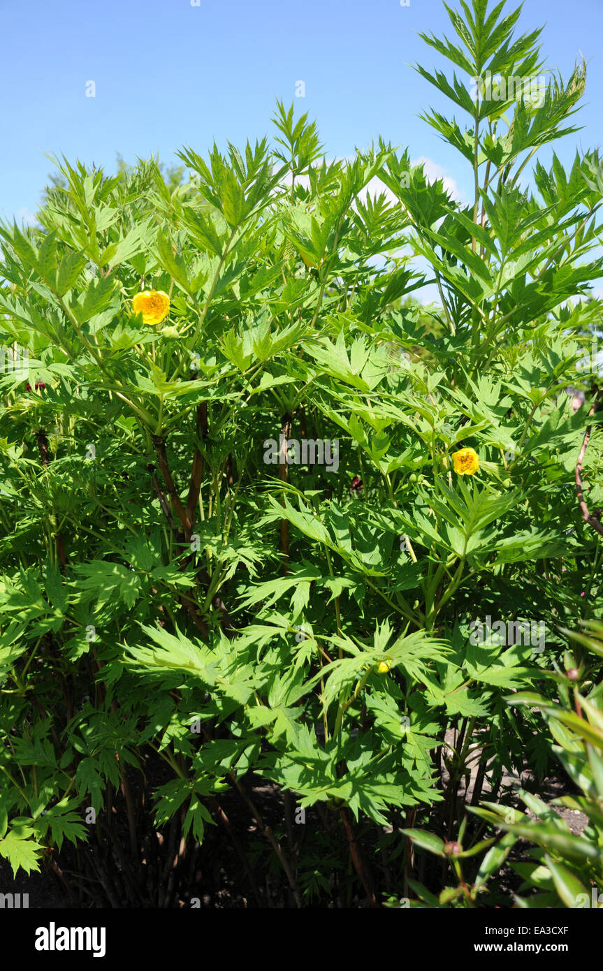 Yellow shrub peony Stock Photo