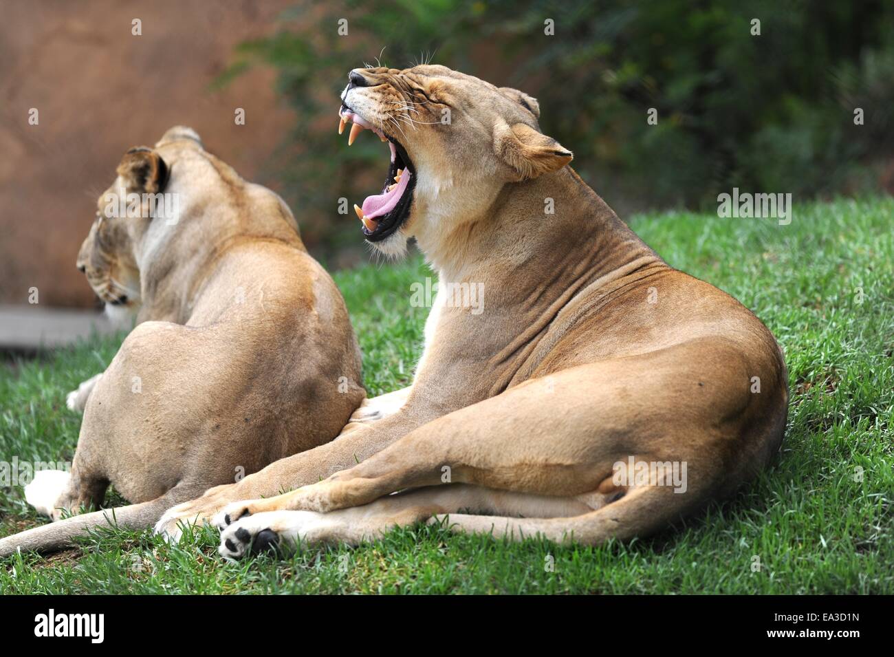 Panthera l hi-res stock photography and images - Alamy