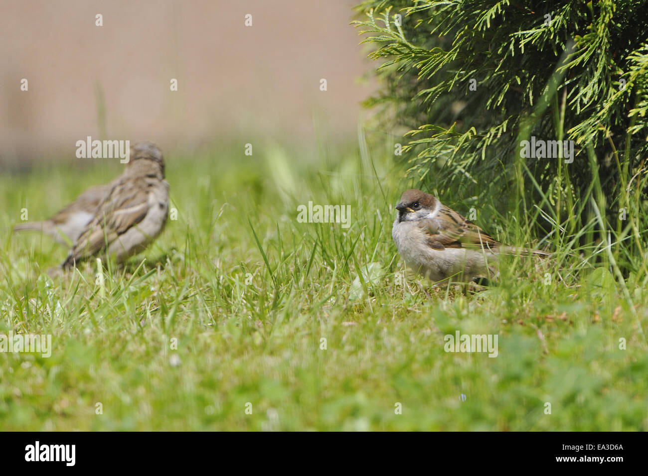 European sparrows hi-res stock photography and images - Alamy