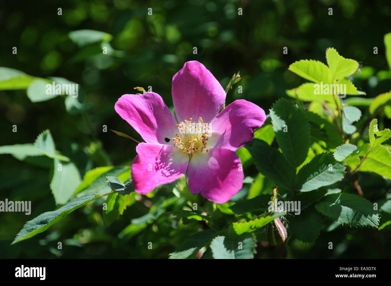 Alpenrose rosa pendulina hi-res stock photography and images - Alamy